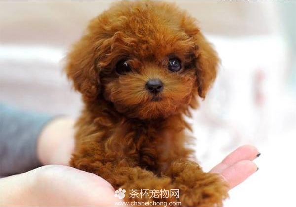 茶杯贵宾犬价格如何