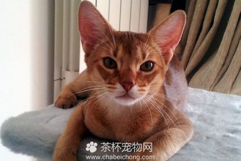 阿比西尼亚猫图片（八）
