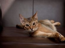 阿比西尼亚猫图片