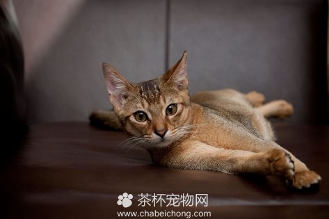阿比西尼亚猫图片