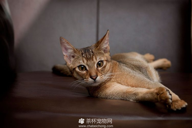 阿比西尼亚猫图片