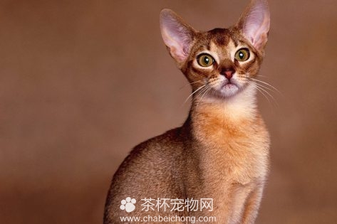 阿比西尼亚猫图片（二）