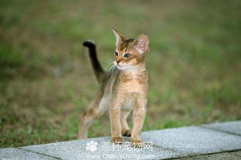 阿比西尼亚猫图片（三）