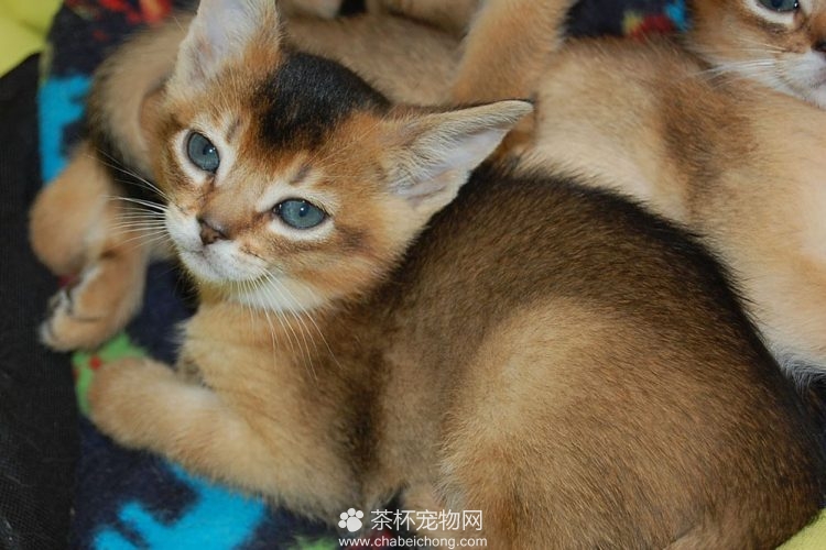 阿比西尼亚猫图片（四）