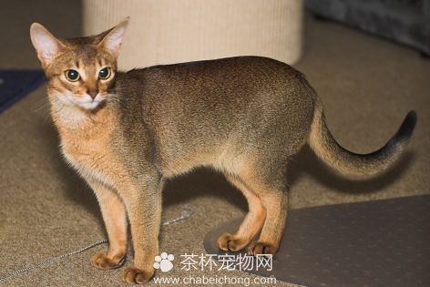 阿比西尼亚猫图片（五）