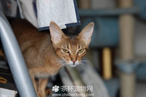 阿比西尼亚猫图片（六）