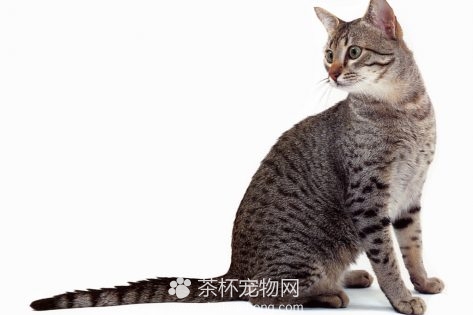 埃及猫图片