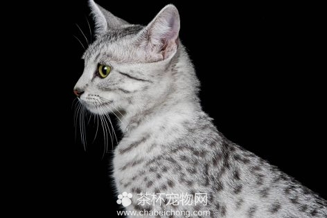 埃及猫图片（三）