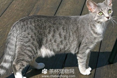 埃及猫图片（五）