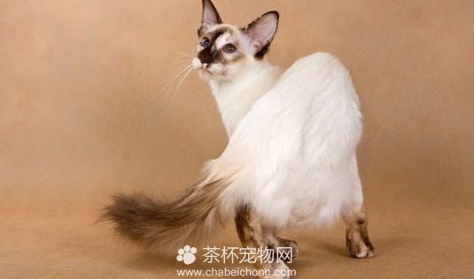 巴厘猫图片（六）