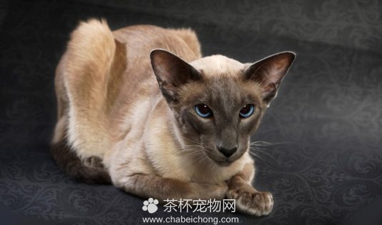 巴厘猫图片（七）