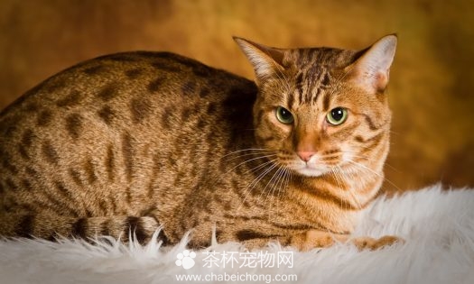 奥西猫图片（二）