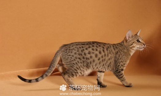 奥西猫图片（三）