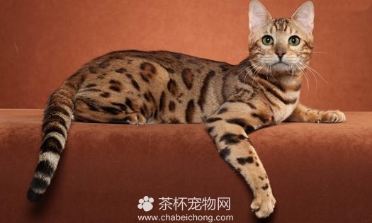 奥西猫图片（四）