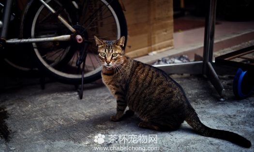 奥西猫图片（五）