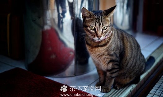奥西猫图片（六）