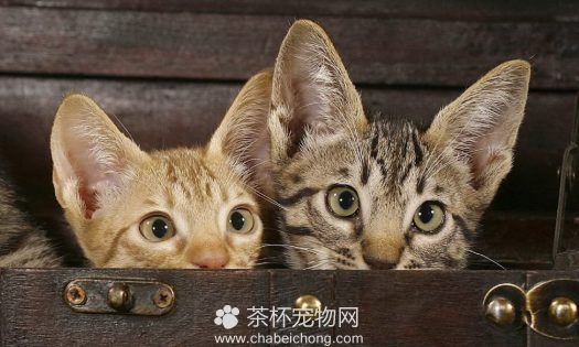 奥西猫图片（七）