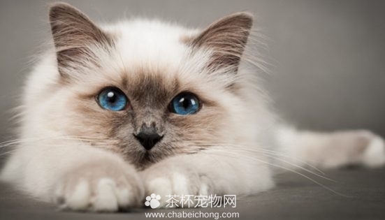 伯曼猫图片