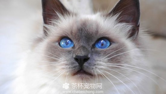 伯曼猫图片（二）