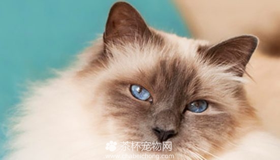 伯曼猫图片（五）