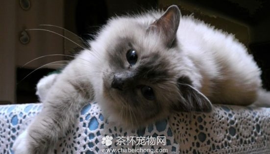 伯曼猫图片（六）