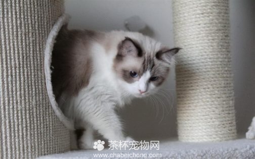 布偶猫图片（七）