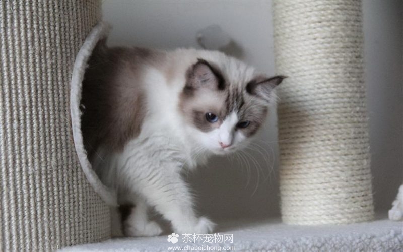 布偶猫图片（七）