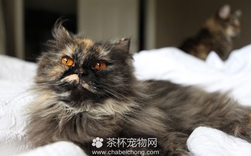 波斯猫图片