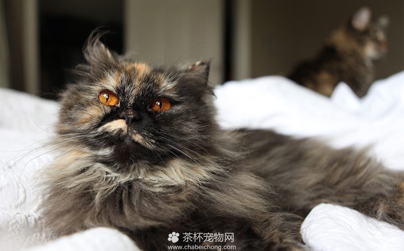 波斯猫图片