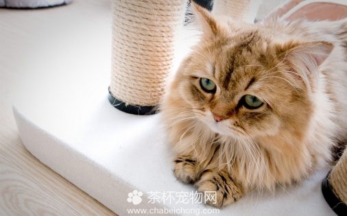 波斯猫图片（三）