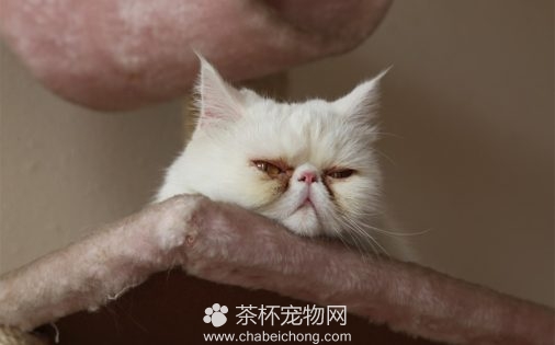 波斯猫图片（四）