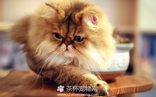 波斯猫图片（六）