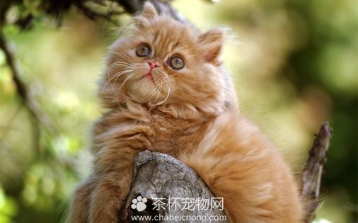 波斯猫图片（二）