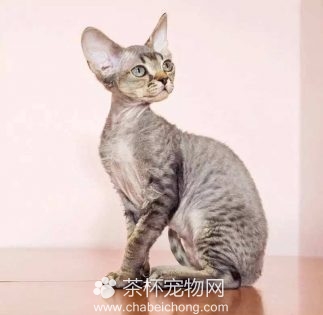 德文卷毛猫图片