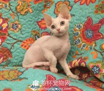 德文卷毛猫图片（二）