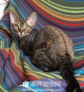 德文卷毛猫图片（三）