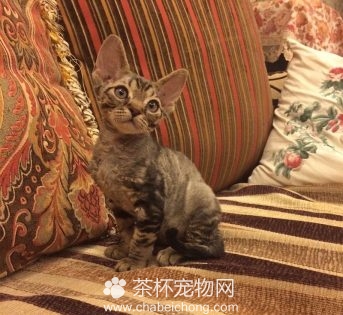 德文卷毛猫图片（四）