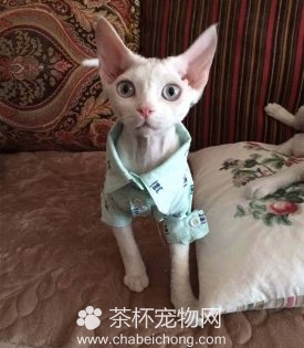 德文卷毛猫图片（五）