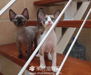 德文卷毛猫图片（六）