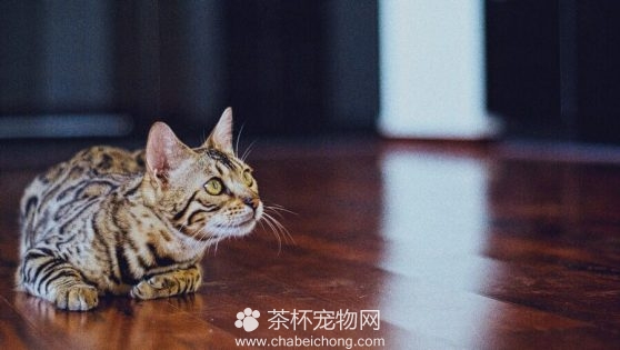 老二鸡翅