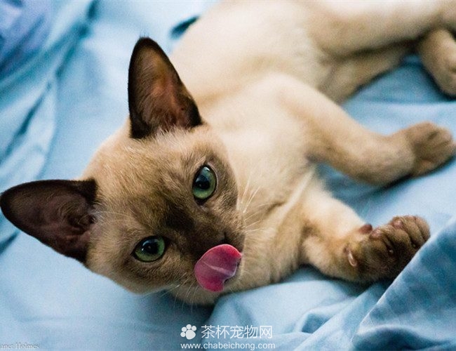 东奇尼猫图片