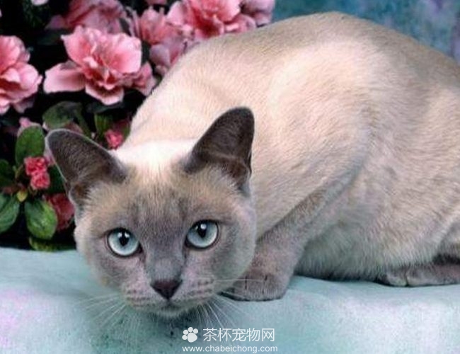 东奇尼猫图片（二）