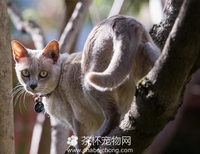 东奇尼猫图片（五）