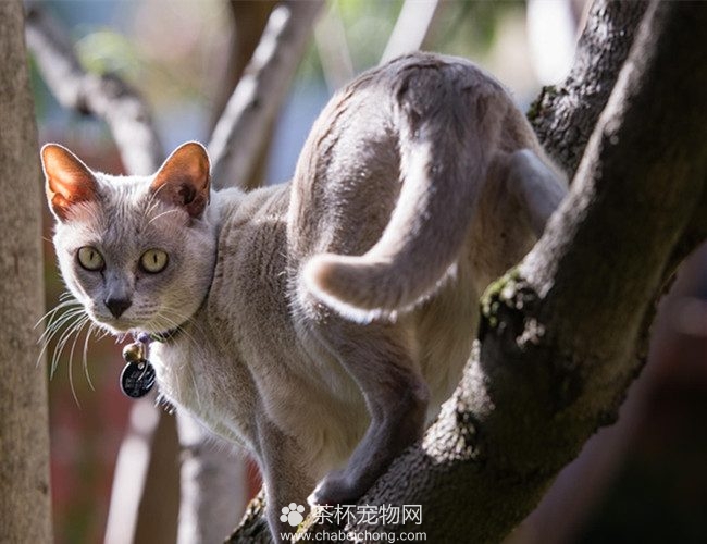 东奇尼猫图片（五）