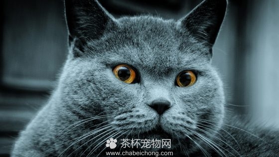 俄罗斯蓝猫图片