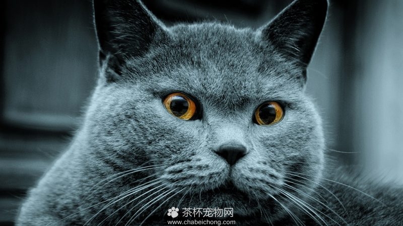 俄罗斯蓝猫图片