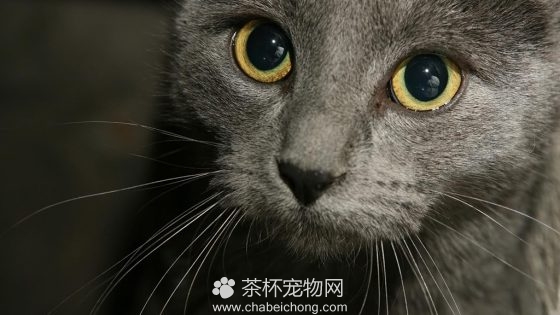 俄罗斯蓝猫图片（二）