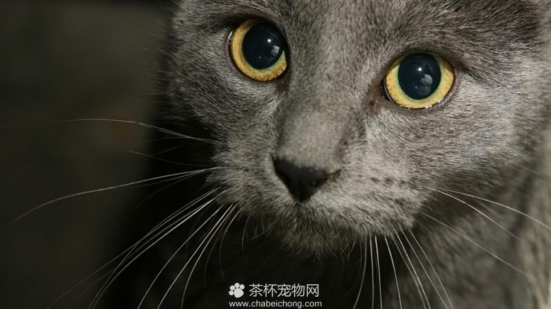 俄罗斯蓝猫图片（二）