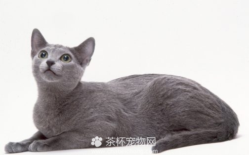 俄罗斯蓝猫图片（三）
