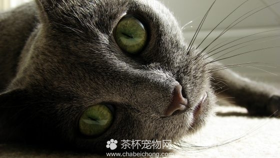 俄罗斯蓝猫图片（四）